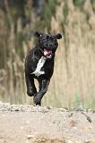 CANE CORSO 445